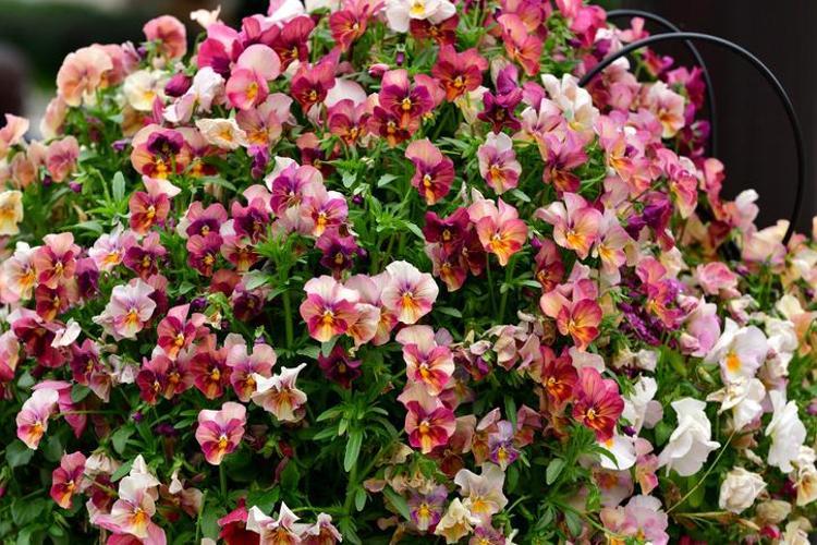 ARALIK AYI ÇİÇEKLERİ Aralık ayında hangi çiçekler alınır, Aralık ayı çiçekleri ve anlamları