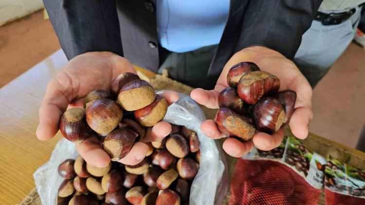 Kestaneyi böyle saklayın Haftalarca tazeliğini koruyor, küflenmiyor
