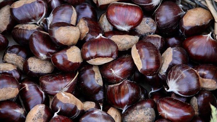 Kestaneyi böyle saklayın Haftalarca tazeliğini koruyor, küflenmiyor