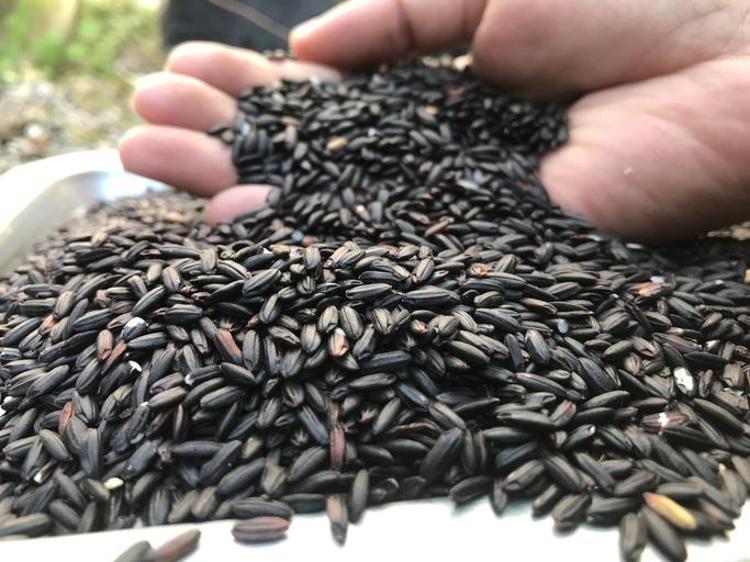 Asırlık Çin besini dünyada popüler oldu Karaciğer yağlanmasını azaltıyor, demir deposu gibi çalışıyor