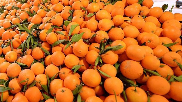 Almanlar almak için sıraya girdi Günde 500 ton hasat ediliyor: Türkiyeden kilo kilo satılıyor