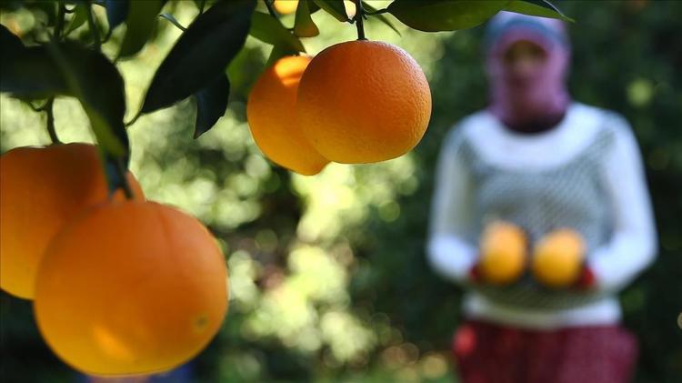 Almanlar almak için sıraya girdi Günde 500 ton hasat ediliyor: Türkiyeden kilo kilo satılıyor