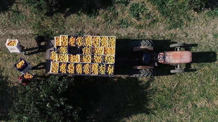 Almanlar almak için sıraya girdi Günde 500 ton hasat ediliyor: Türkiyeden kilo kilo satılıyor