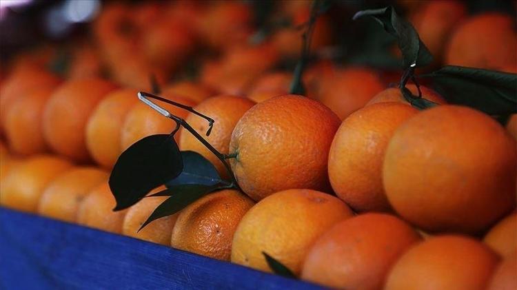 Almanlar almak için sıraya girdi Günde 500 ton hasat ediliyor: Türkiyeden kilo kilo satılıyor