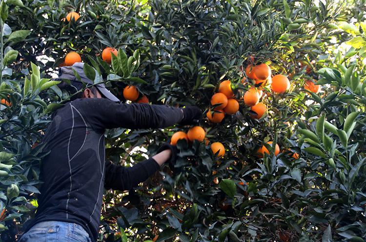 Almanlar almak için sıraya girdi Günde 500 ton hasat ediliyor: Türkiyeden kilo kilo satılıyor