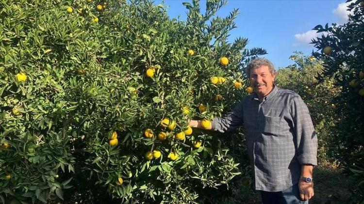 Almanlar almak için sıraya girdi Günde 500 ton hasat ediliyor: Türkiyeden kilo kilo satılıyor