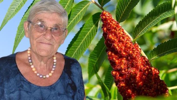 Canan Karatayın favorisi Ilık suya katıp içince karaciğere reset atıyor, bağırsakları resmen motora çeviriyor