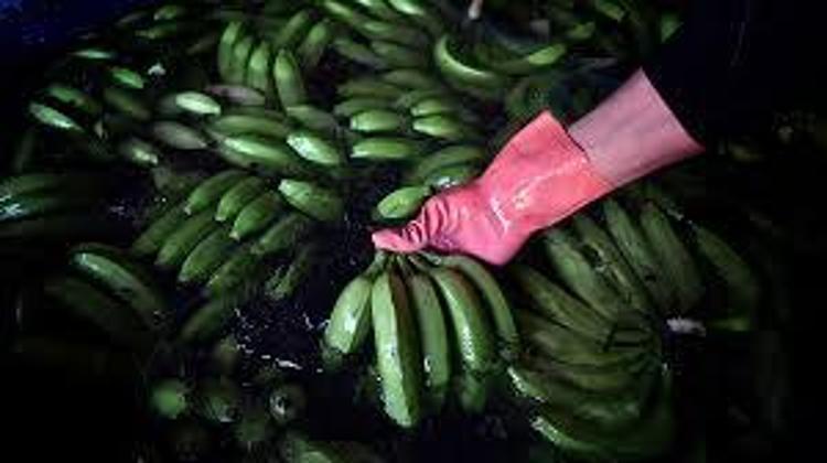 GÜNDE KAÇ MUZ YENİR