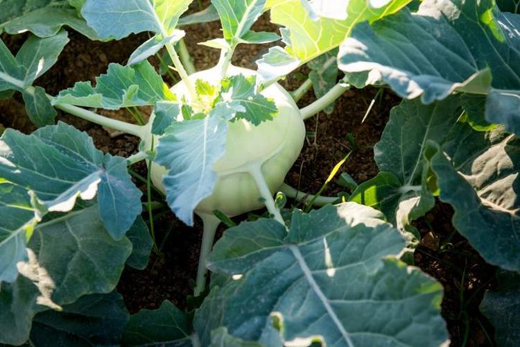 Uzmanlar uyardı: Menopozdan sonra bu 5 besini tüketmeyenler riskte