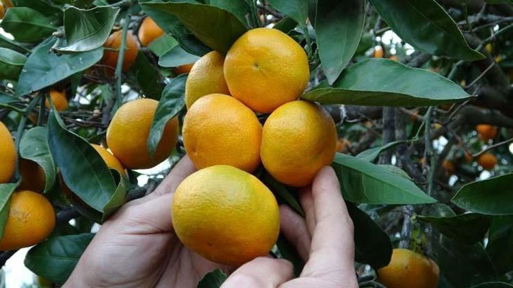 ÜRETİCİLER, ÜRETİM ARTARSA TOPLU ŞEKİLDE FABRİKALARA SATMAK İSTİYOR