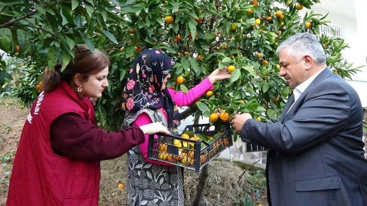 Orduda hasadı başladı Kilosu 20 TL: Üreticilerin yüzünü güldürürken, pazarlarda da kapış kapış satılıyor