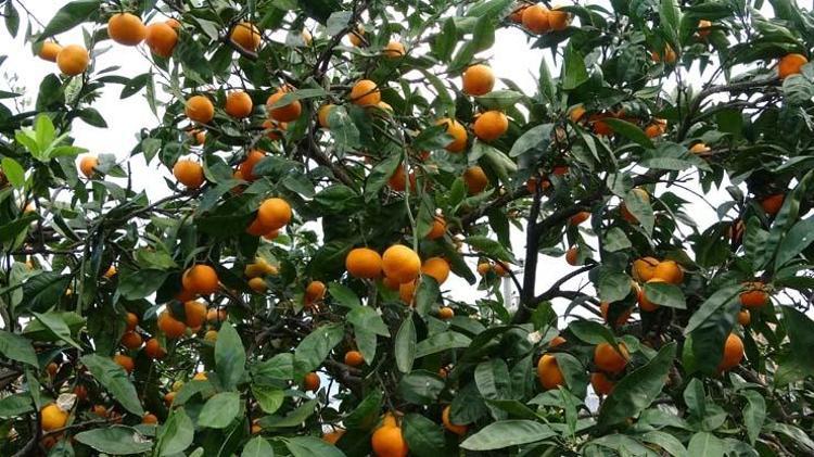 Orduda hasadı başladı Kilosu 20 TL: Üreticilerin yüzünü güldürürken, pazarlarda da kapış kapış satılıyor