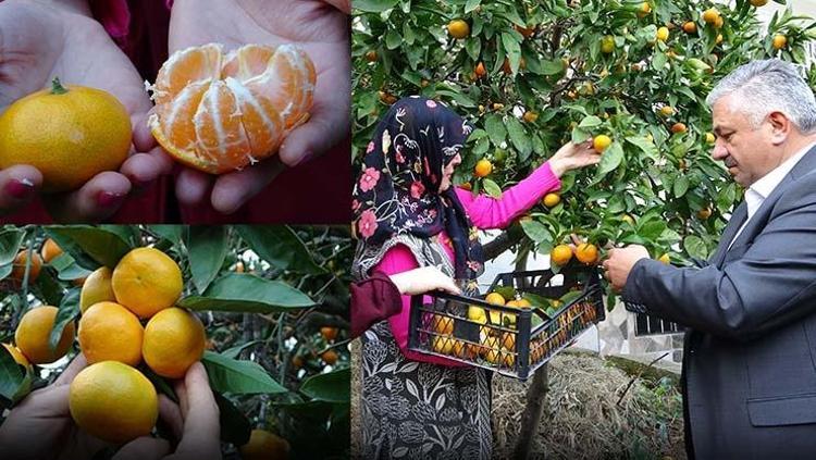Orduda hasadı başladı Kilosu 20 TL: Üreticilerin yüzünü güldürürken, pazarlarda da kapış kapış satılıyor