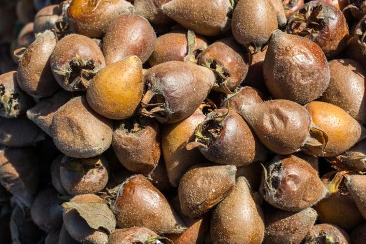 Vitamin ve lif deposu: Bağışıklığı güçlendiriyor