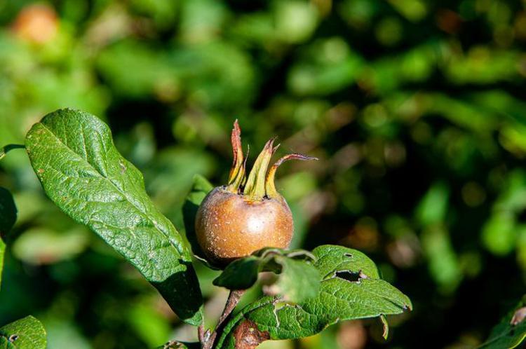 Halk arasında ‘hileci’ diye biliniyor Kilosu 150 TL’ye çıktı: Kışın gizli vitamin bombası