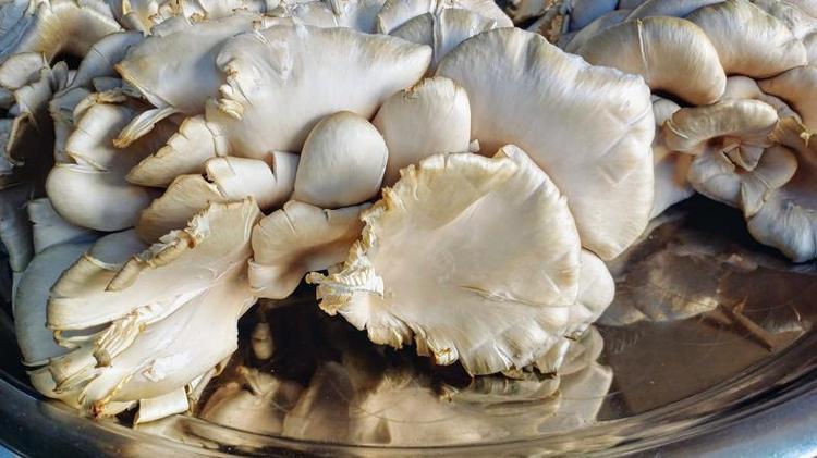 Evini mini üretim yerine çevirdi: Doğada gördü şimdi kavak mantarıyla kazancını katladı