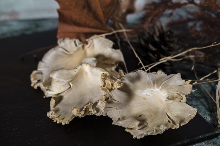 Evini mini üretim yerine çevirdi: Doğada gördü şimdi kavak mantarıyla kazancını katladı