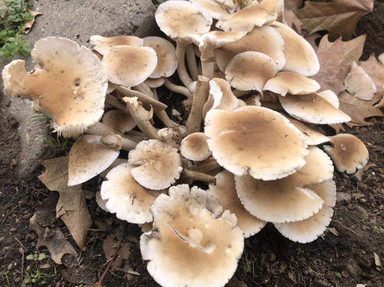 Kavak mantarı evde yetiştirmeye uygun