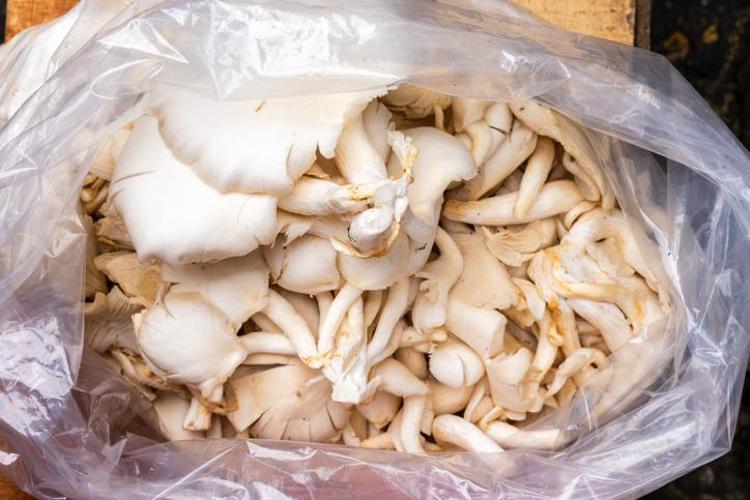 Evini mini üretim yerine çevirdi: Doğada gördü şimdi kavak mantarıyla kazancını katladı