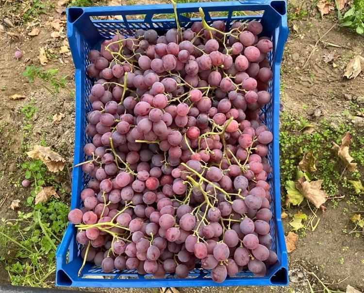 Manisanın gözde lezzeti Sultaniye üzümleri tek tek toplanıyor, kilosu 40 lira