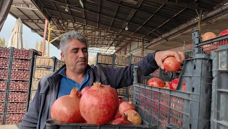 Siirt lezzetini kuraklık vurdu Verim yarı yarıya düştü: Kilosu Doğuda 35 TL ama Batıda iki katına satılıyor