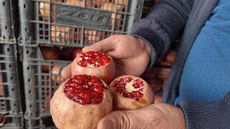 NARIN FAYDALARI NELERDİR