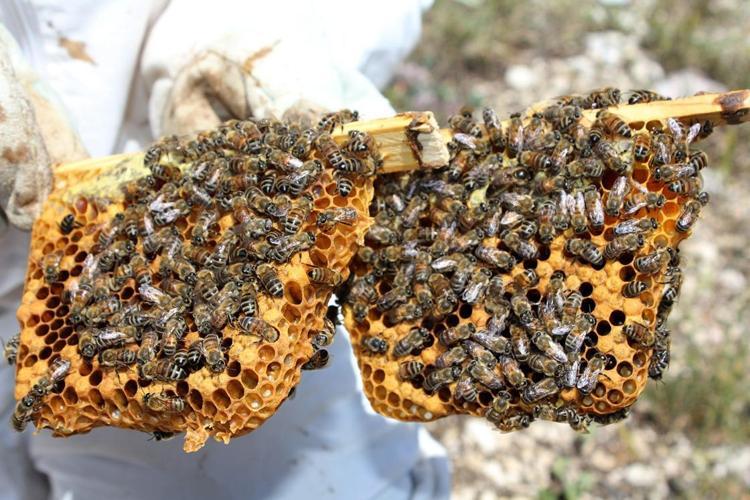 BÜYÜK BİR ARI SÜRÜSÜ ORTAYA ÇIKACAK