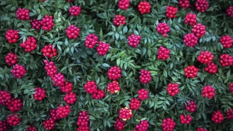 ARALIK AYININ EN ÇOK SATAN BİTKİSİ