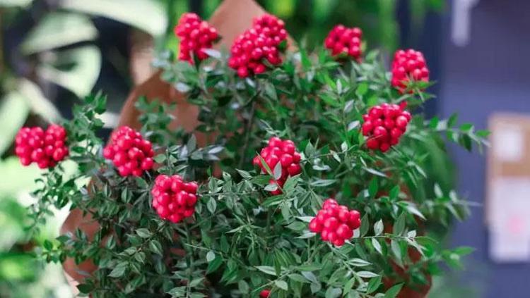 Aralık ayının en çok tercih edilen çiçeği Hem şans hem bolluk getirdiğine inanılıyor