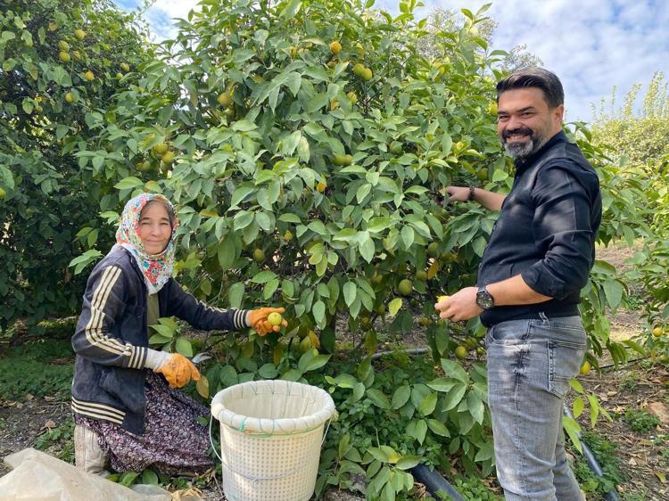 Limonun başkentinde hasat zamanı Bahçede kilosu 40 TL: C vitamini kaynağı