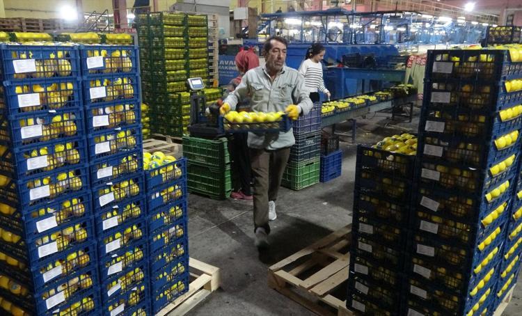 Limonun başkentinde hasat zamanı Bahçede kilosu 40 TL: C vitamini kaynağı