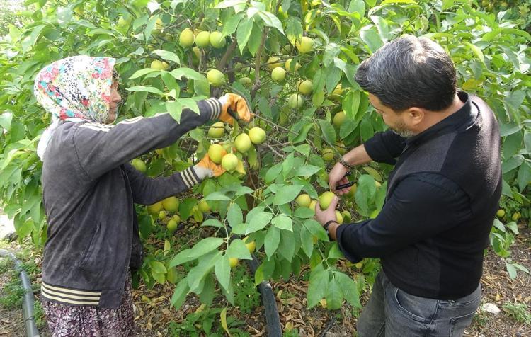Limonun başkentinde hasat zamanı Bahçede kilosu 40 TL: C vitamini kaynağı