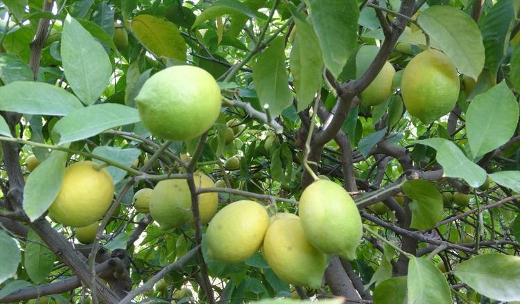 Limonun başkentinde hasat zamanı Bahçede kilosu 40 TL: C vitamini kaynağı