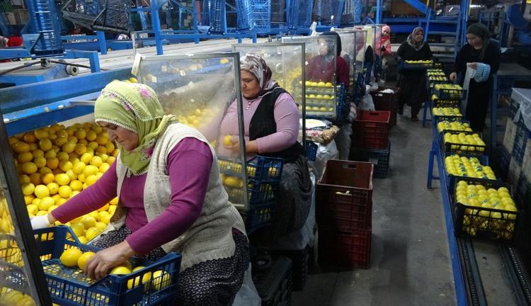 Limonun başkentinde hasat zamanı Bahçede kilosu 40 TL: C vitamini kaynağı