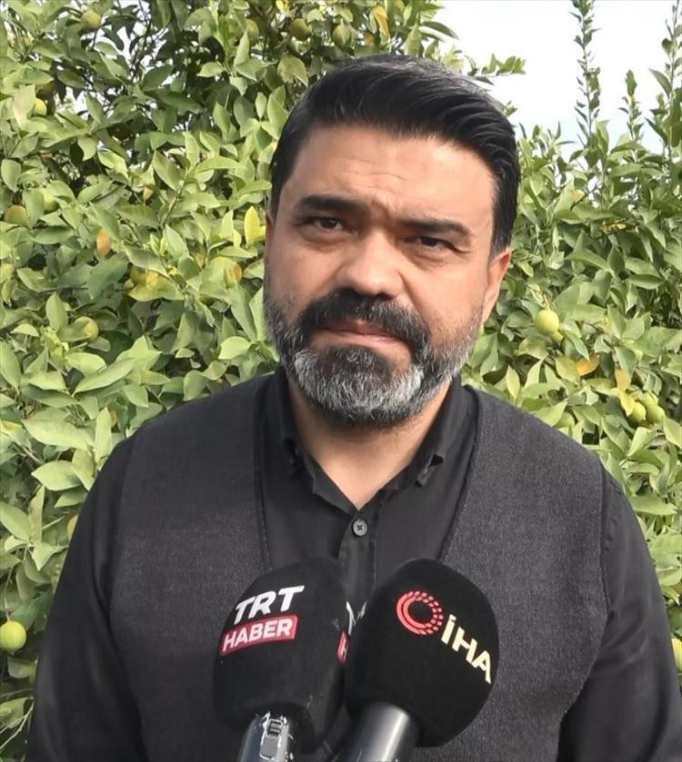 Limonun başkentinde hasat zamanı Bahçede kilosu 40 TL: C vitamini kaynağı