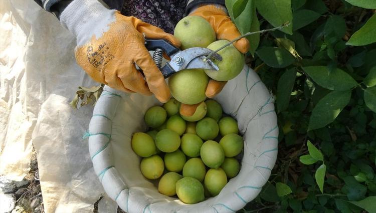 Limonun başkentinde hasat zamanı Bahçede kilosu 40 TL: C vitamini kaynağı