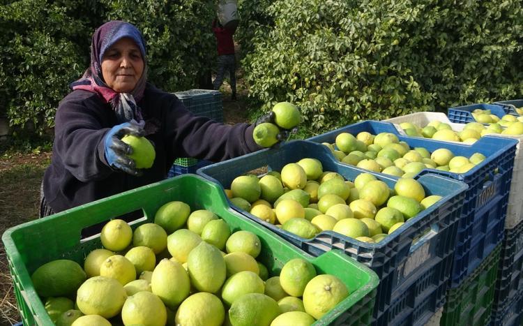 Limonun başkentinde hasat zamanı Bahçede kilosu 40 TL: C vitamini kaynağı