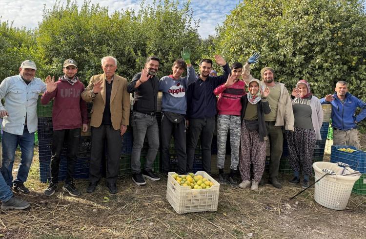 Limonun başkentinde hasat zamanı Bahçede kilosu 40 TL: C vitamini kaynağı