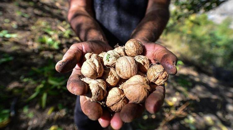 Omega-3’ün sürpriz kaynağı Balık sevmeyenler pazarda buna hücum ediyor: Kilosu 200 TL