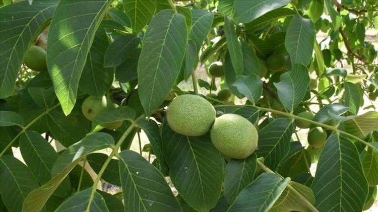 NASIL TÜKETEBİLİRSİNİZ