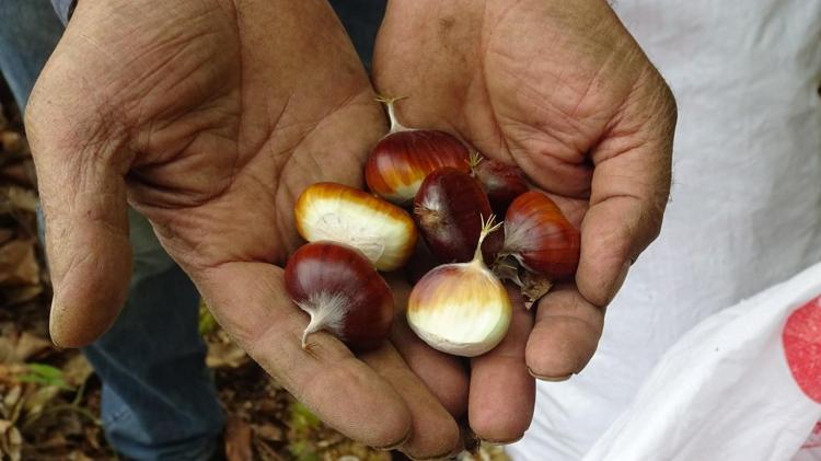 Kestanecilerin özel tarifi Tavada değil, fırında pişirin