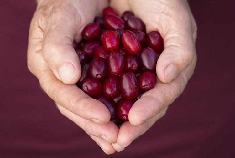 Soğuk algınlığına doğal çare Grip mevsiminde koruyucu etki