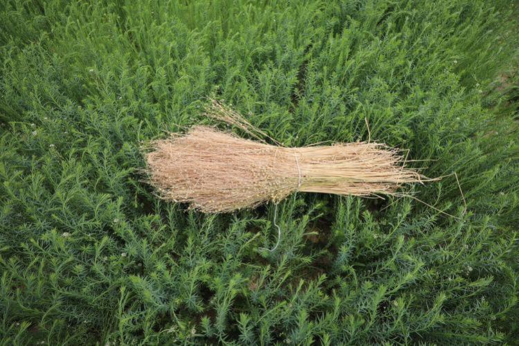 Yiyenlere oh dedirten keten tohumu: İyi gelmediği şey yok, kilo da aldırmıyor