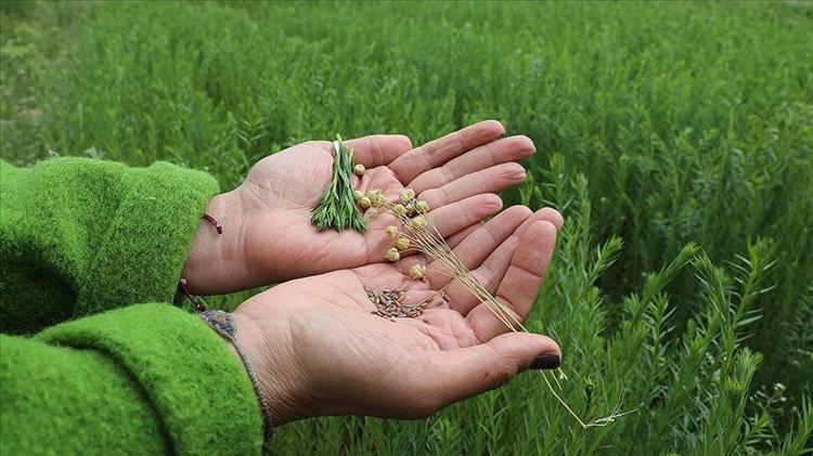KETEN TOHUMUNUN FAYDALARI NELERDİR