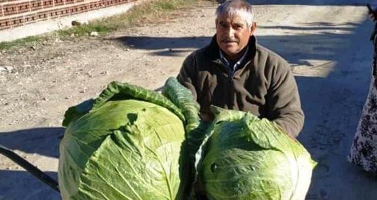 Osmaniyede yüzleri güldüren hasat Hepsi yerli ve ata tohumu: Sofralara şifa taşıyor