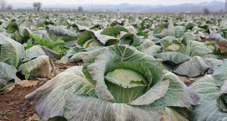 Osmaniyede yüzleri güldüren hasat Hepsi yerli ve ata tohumu: Sofralara şifa taşıyor