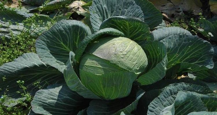 Osmaniyede yüzleri güldüren hasat Hepsi yerli ve ata tohumu: Sofralara şifa taşıyor