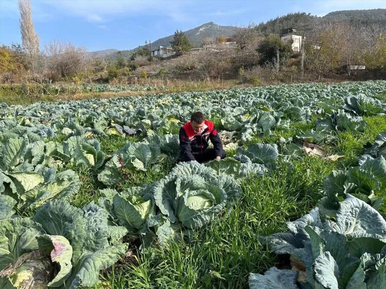 Osmaniyede yüzleri güldüren hasat Hepsi yerli ve ata tohumu: Sofralara şifa taşıyor