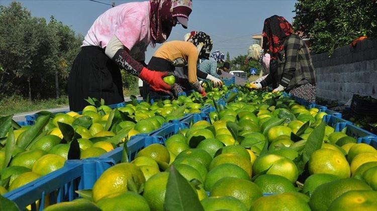 Bahçede 15 liraya satılıyor, tezgahta 100 lirayı görüyor
