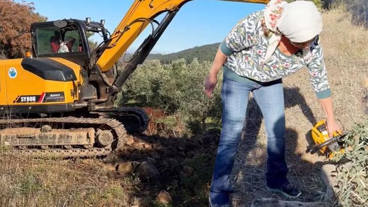 TRAKTÖR SÜRÜP ZEYTİN TOPLADI